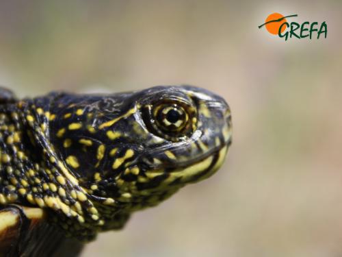 Galápago europeo · Emys orbicularis