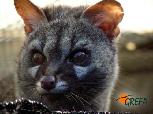 Gineta · Genetta genetta