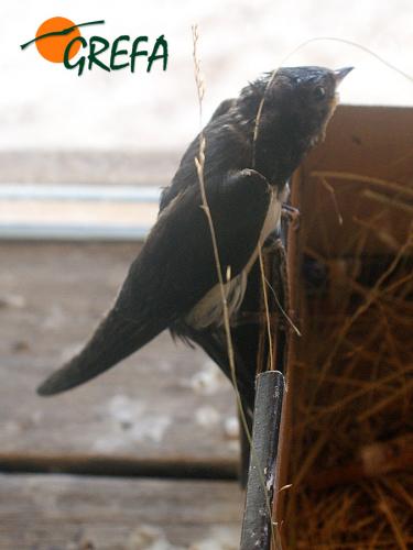 Golondrina · Hirundo rustica