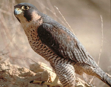 Halcón peregrino · Falco peregrinus