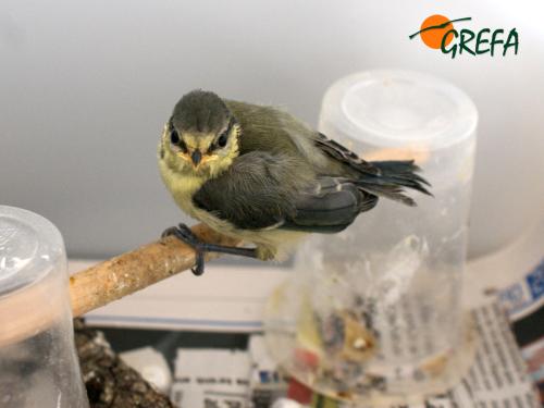 Herrerillo · Cyanistes caeruleus