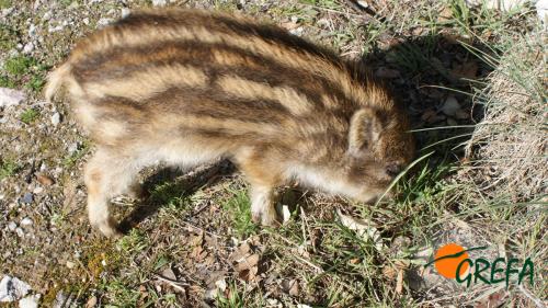 Jabalí · Sus scrofa