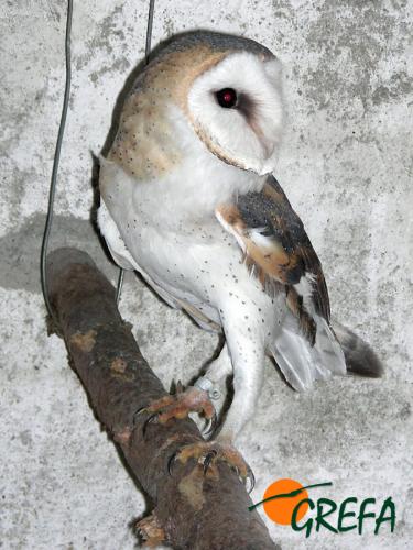 Lechuza común · Tyto alba