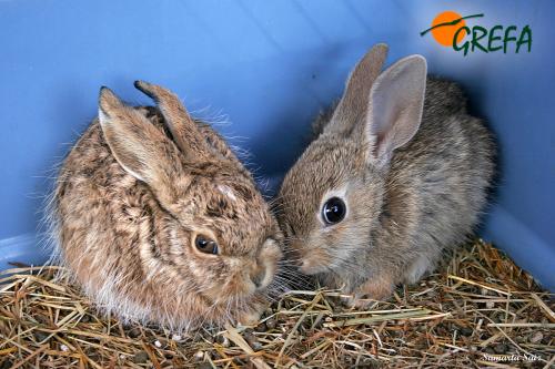 Liebre y Conejo · Lepus europaeus y Oryctolagus cuniculus
