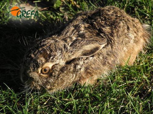 Liebre · Lepus europaeus