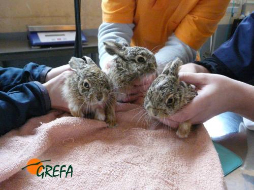 Liebre · Lepus europaeus
