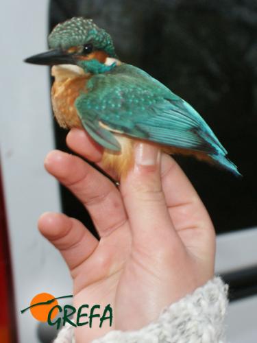 Martín pescador · Alcedo atthis