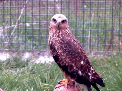 Milano negro · Milvus migrans