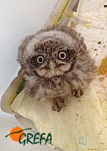 Mochuelo · Athene noctua