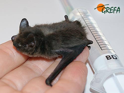 Murciélago común · Pipistrellus pipistrellus