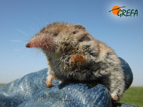 Musaraña común · Crocidura russula