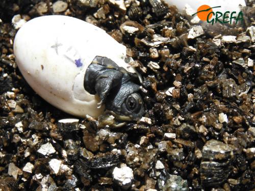 Galápago europeo · Emys orbicularis