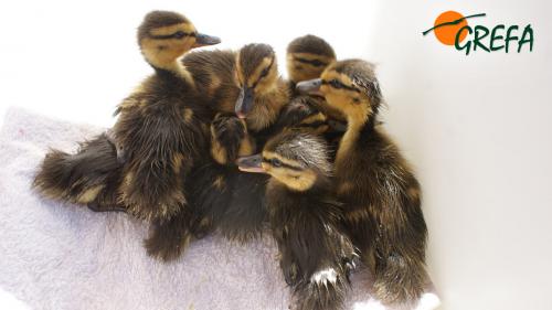 Ánade real · Anas platyrhynchos