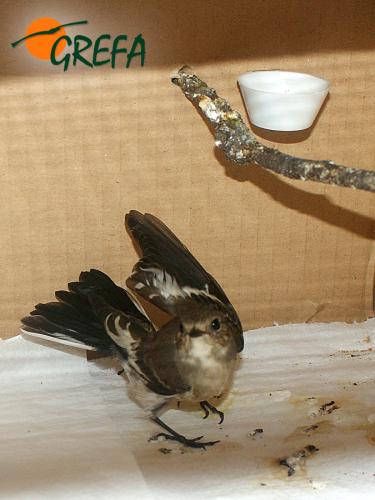 Papamoscas cerrojillo · Ficedula hypoleuca