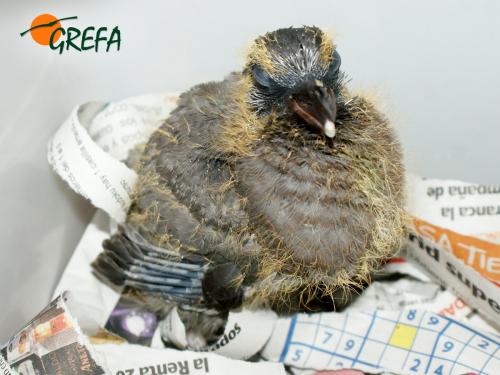 PALOMA ZURITA · COLUMBA OENAS