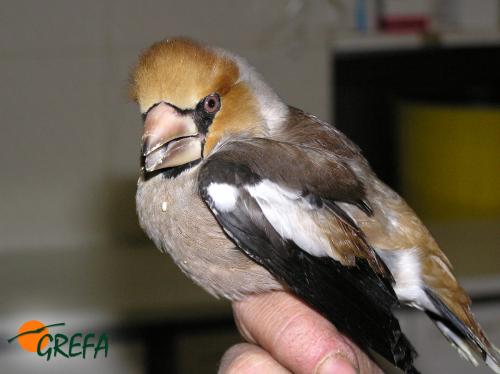 PICO GORDO · COCCOTHRAUSTES COCCOTHRAUSTES