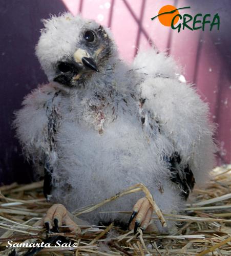 AGUILUCHO LAGUNERO · CIRCUS AEROGINOSUS