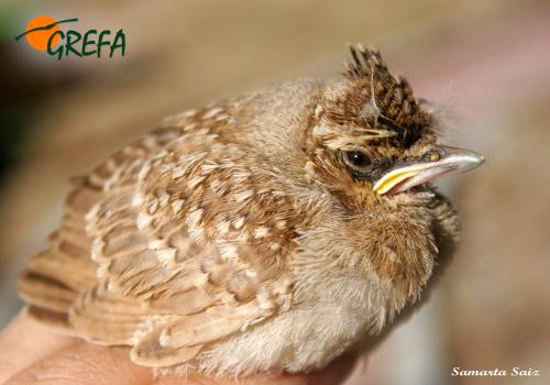 COGUJADA COMÚN · GALERIDA CRISTATA