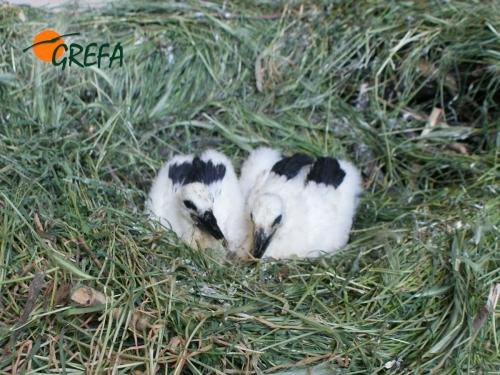 CIGÜEÑA · CICONIA CICONIA