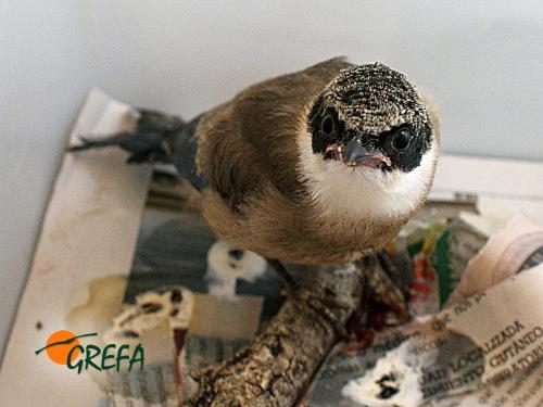 RABILARGO · CYANOPICA CYANUS