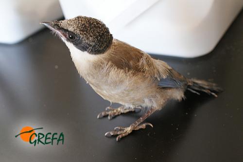 RABILARGO · CYANOPICA CYANUS