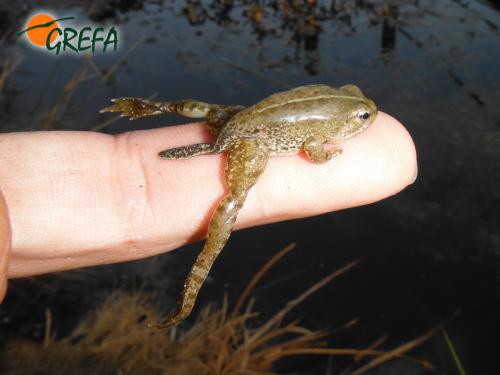 Rana común · Rana perezi