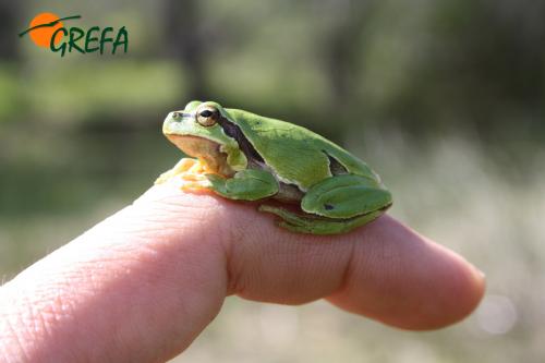 Ranita de San Antonio · Hyla arborea