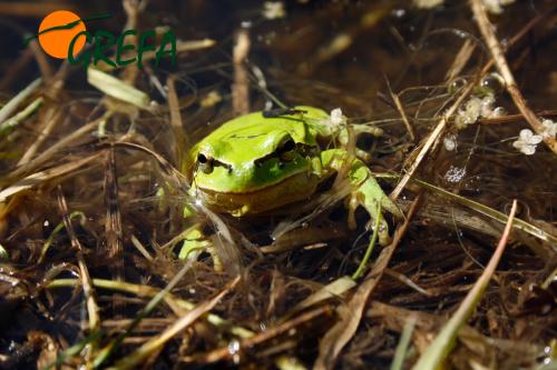 Ranita de San Antonio · Hyla arborea