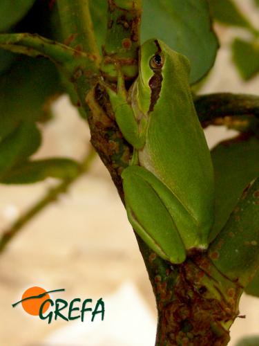 Rana meridional · Hyla meridionalis