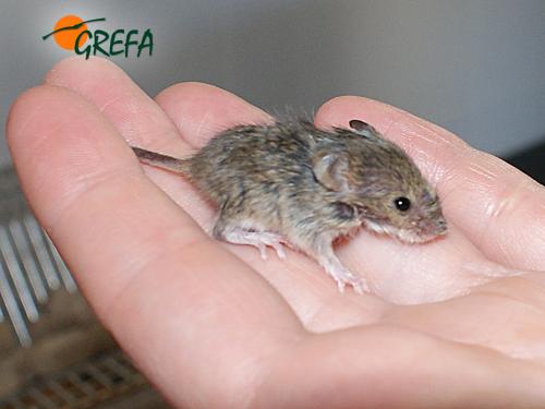 Ratón de campo · Apodemus sylvaticus