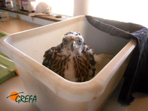 ÁGUILA RATONERA · BUTEO BUTEO