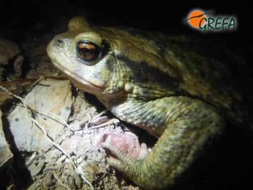 Sapo común · Bufo bufo