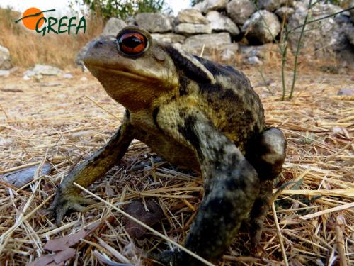 Sapo común · Bufo bufo