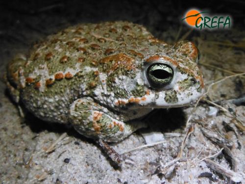 Sapo corredor · Epidalea calamita