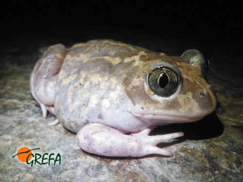 Sapo partero · Alytes obstetricans