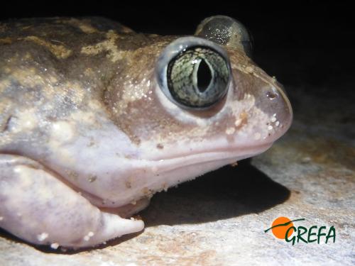 Sapo partero · Alytes obstetricans