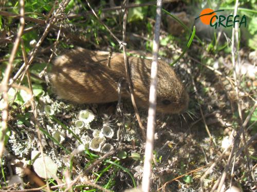 Topillo campesino · Microtus arvalis
