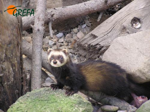 Turón · Mustela putorius