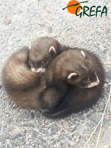 Turón · Mustela putorius