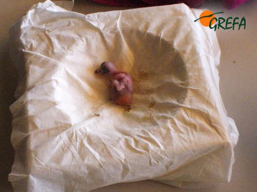 VENCEJO · APUS APUS