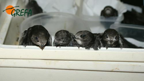 VENCEJO · APUS APUS