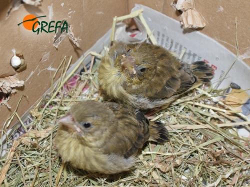 VERDECILLO · SERINUS SERINUS