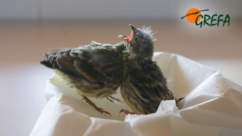 VERDECILLO · SERINUS SERINUS