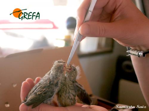 VERDECILLO · SERINUS SERINUS