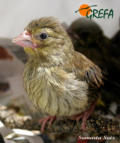 VERDERÓN · CARDUELIS CHLORIS