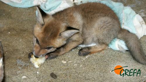 Zorro · Vulpes vulpes